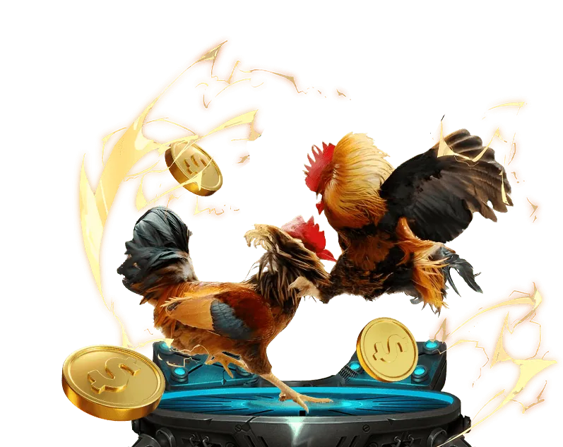 Hình ảnh trận đá gà trực tiếp đang diễn ra